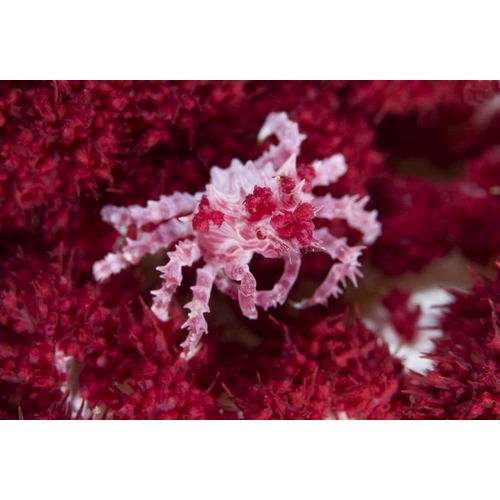 Indonesia Decorator crab on oft corals
